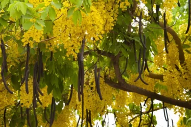 AMALTAS