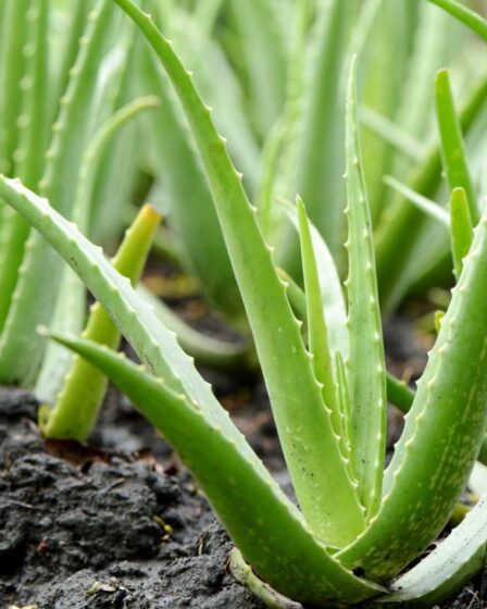 ALOE VERA