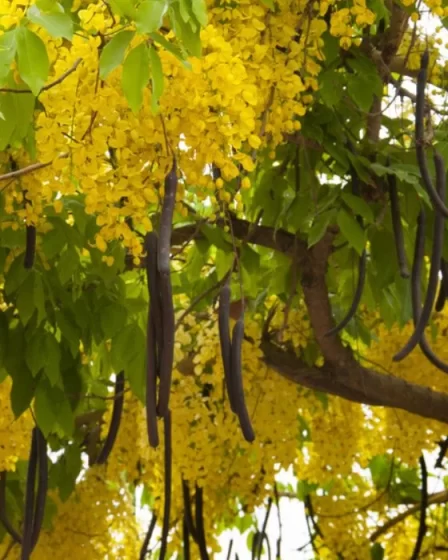 AMALTAS