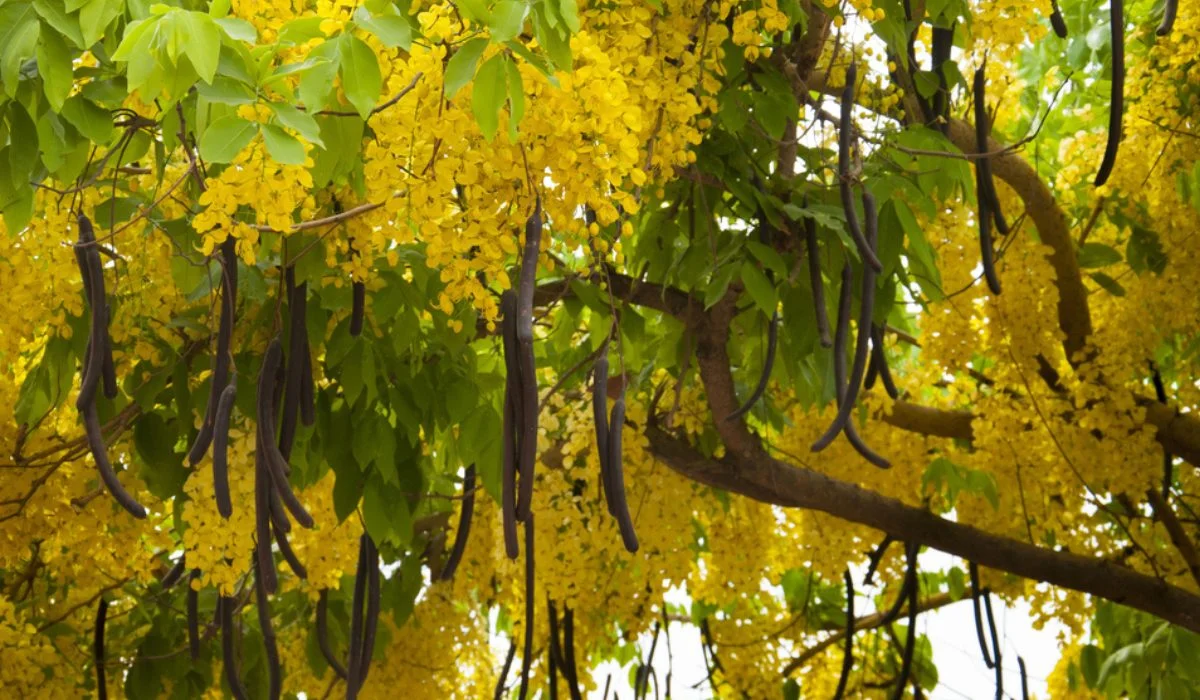 AMALTAS