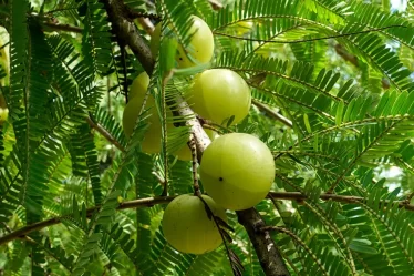 AMLA