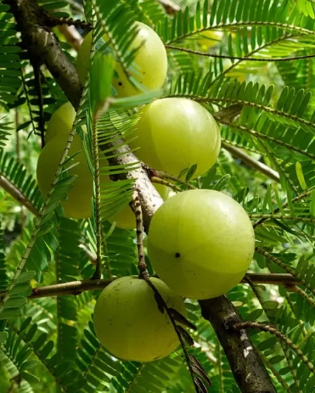 AMLA