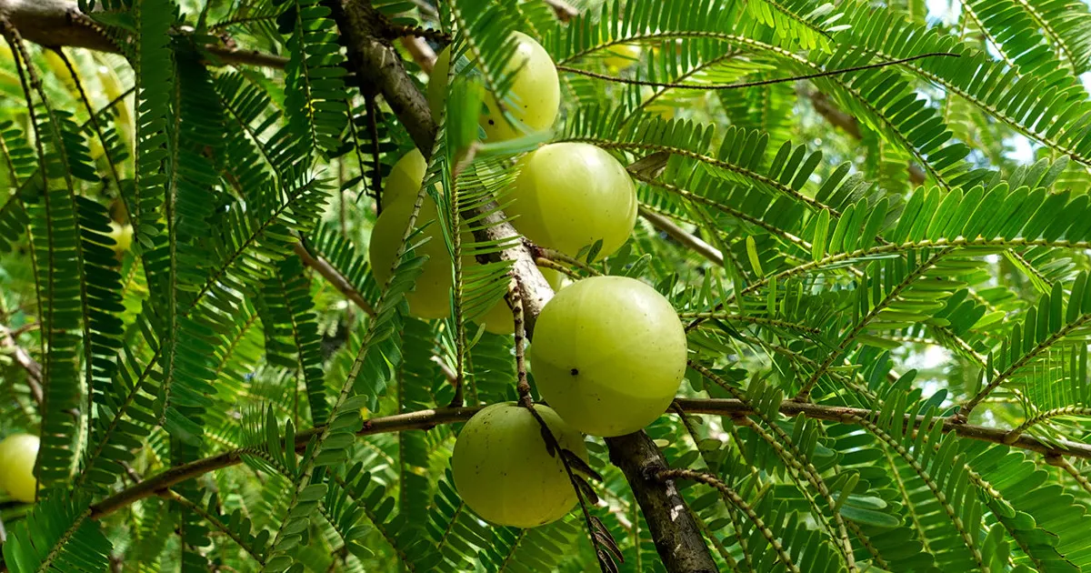 AMLA