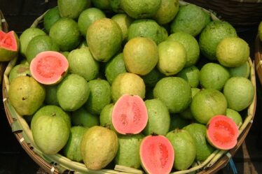 GUAVA