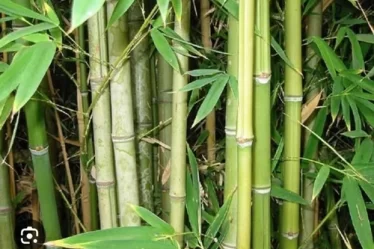 BAMBOO