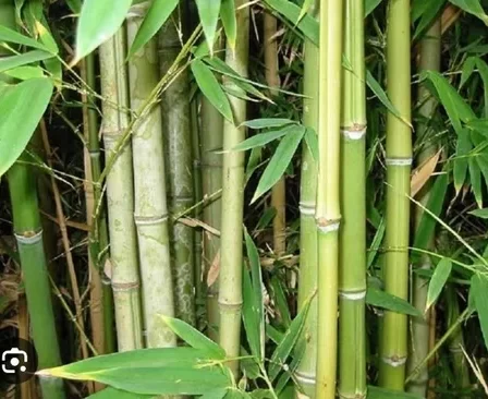 BAMBOO