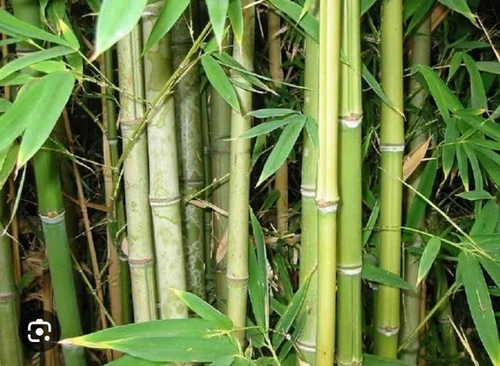 BAMBOO